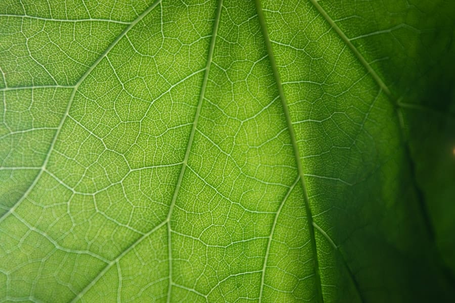 Green Certification
