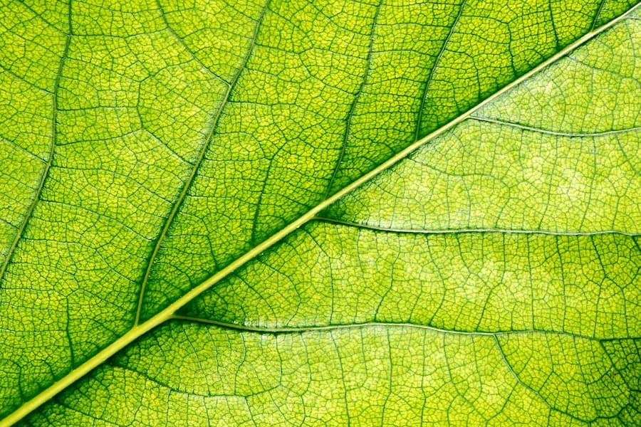 Photo Green Certification