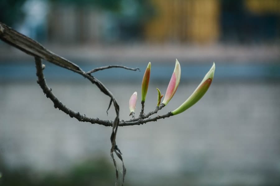 Photo Resilient leader
