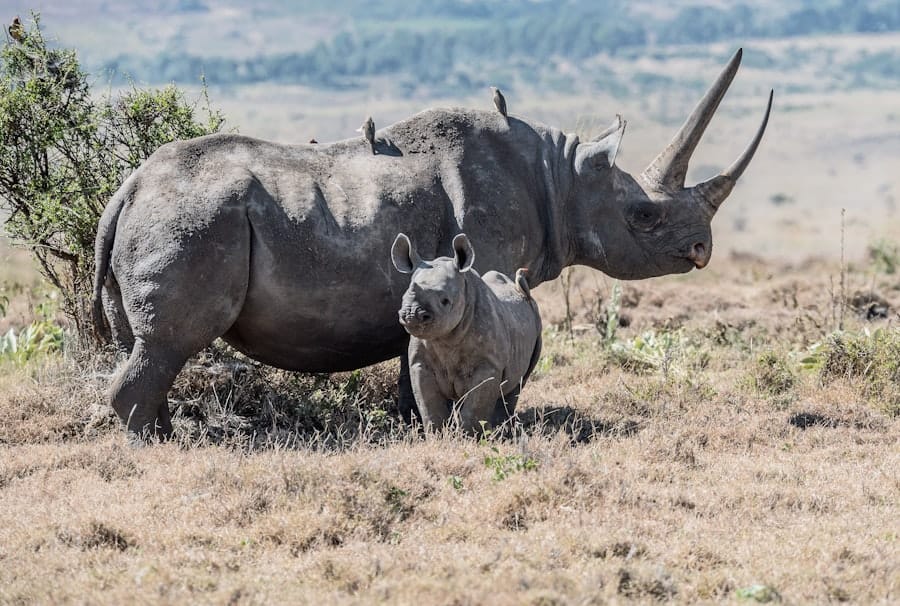 Rhino Designs