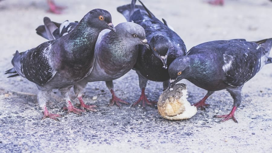 Negotiation Tactics