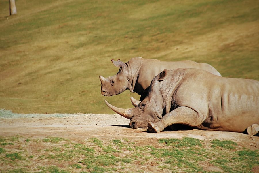 Photo Rhino Designs