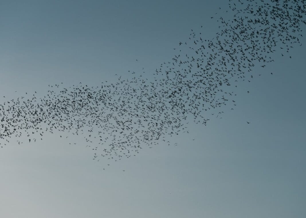 image-301 Photo Swarm Robotics